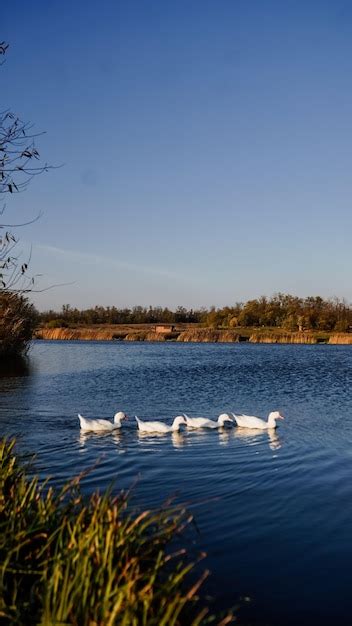 Gansos Y Cisnes En El Lago R O O Bah A Fauna Silvestre Los P Jaros