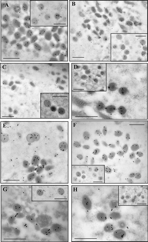 Immunogold Labeling Of Core Proteins Cells Were Infected With Wr Or