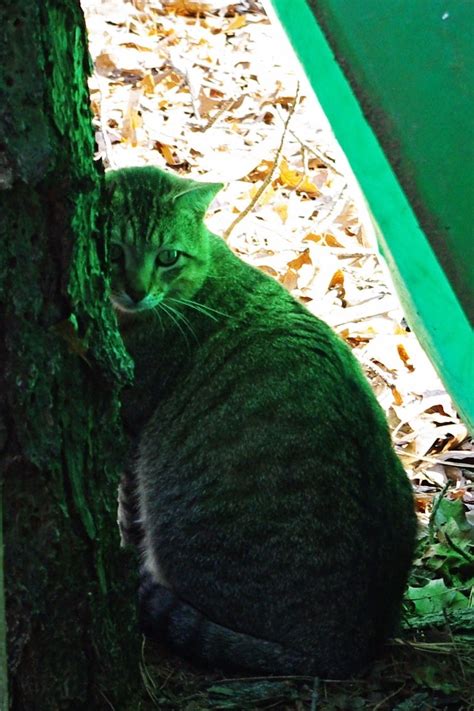 Green Cat - Pentax User Photo Gallery