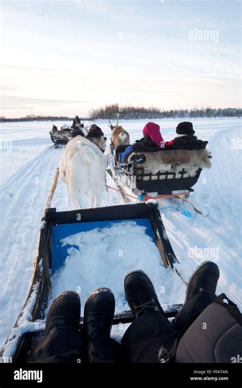 Reindeer sleigh ride, 3 reindeer sleighs with 2 people in each sleigh ...