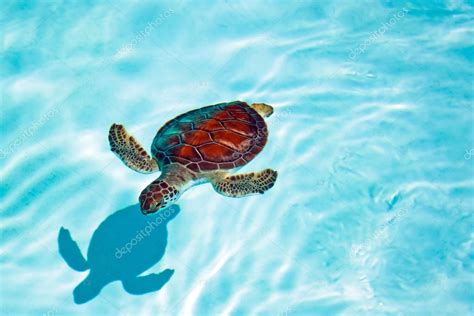 Baby turtle swimming in the water — Stock Photo © Patryk_Kosmider #13547574