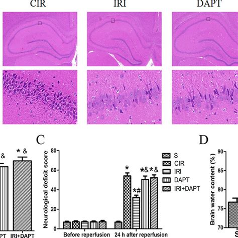 Effect Of Irisin On Ogd R Treated Ht Cells Detected By Flow