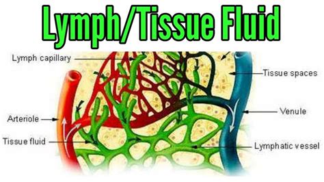 What Color Is Lymph Fluid