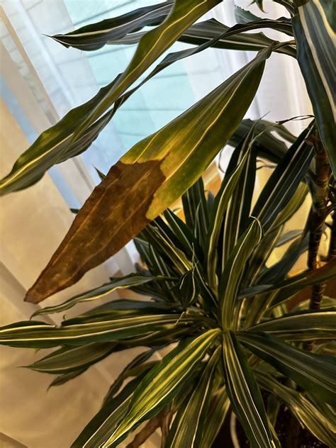 My Dracaena Warneckiis Leaves Keep Turning Brown And Falling Off What