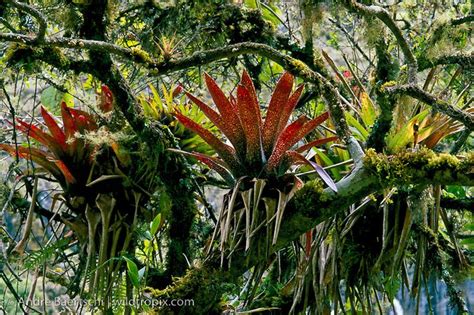 Bromeliads Bromeliaceae On Moss Covered Tree In Montane Rainforest Or Cloud Forest Madidi