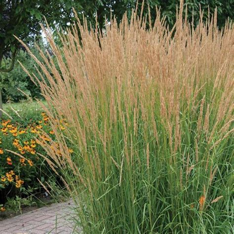 Karl Foerster Feather Reed Grass Ornamental Grasses Feather Reed Grass Perennial Plants