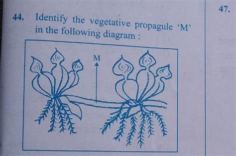 Identify the vegetative propagule 'M' in the followi... - Biology
