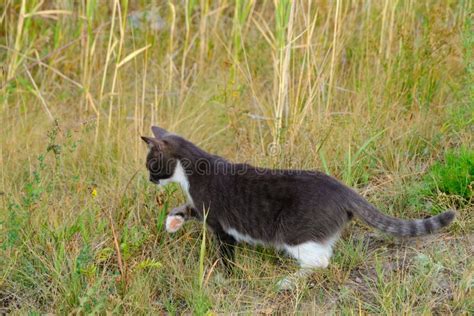 Gato De Color Gris Y Blanco Camina Hierba En La Caza De Gatos Naturales