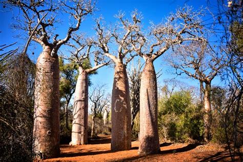 Baobabs, Madagascar | Rod Waddington | Flickr