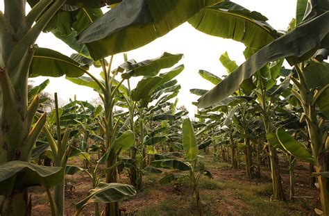 5 Langkah Menanam Pisang Agar Cepat Berbuah Parum Media