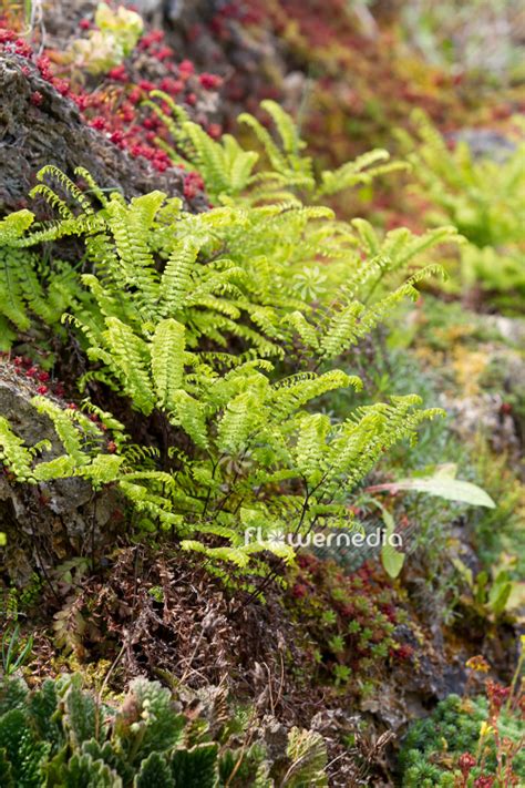 Adiantum Aleuticum Aleutian Maidenhair 109410 Flowermedia