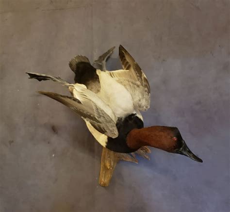 Canvasback Duck Mounts Canvasback Drake Mounts Duck Taxidermy