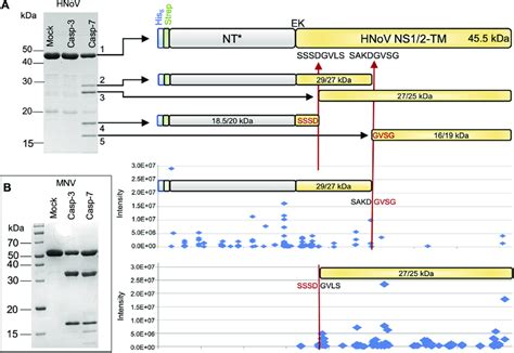 NS1 Protein From Genogroup GII Is Cleaved In Vitro By Caspase 7 A