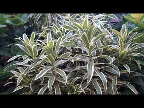 Dracaena Reflexa Pleomele Song Of India YouTube Dracaena Songs