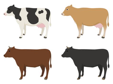 50 Shorthorn Cattle Ilustrasi Grafik Vektor And Clip Art Bebas Royalti