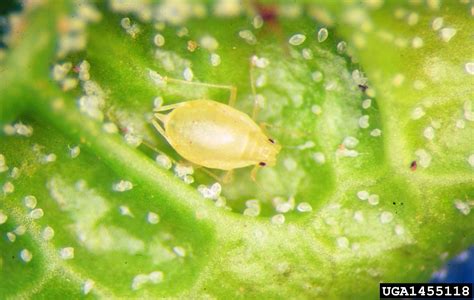 Green Peach Aphid Myzus Persicae