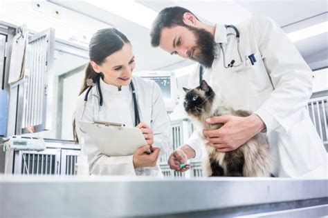 Ascites In Cats Abdominal Fluid Buildup Our Vet Explains Signs