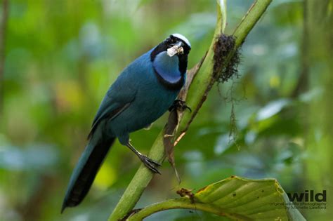 Birds Of Ecuador Wild Photography