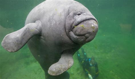 Missing for a century, manatees resettle in Caribbean | The World from PRX