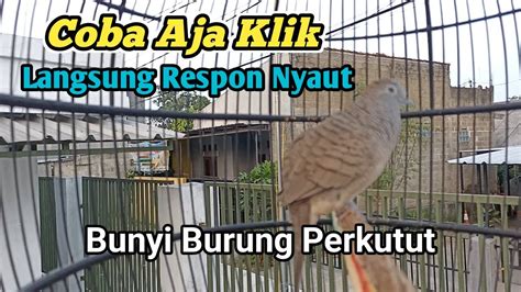 Bunyi Burung Perkutut Langsung Respon Nyaut Perkutut