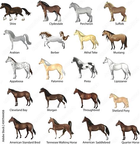 Horse breeds Set, Various Stallion, Animal , Gallop and Draught Horse ...