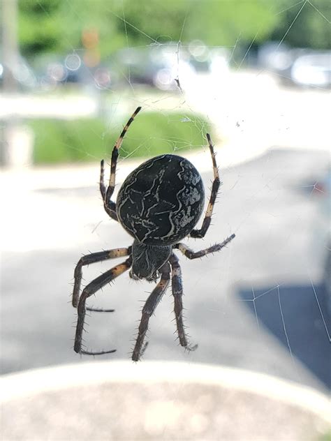 Central Illinois What Is This Spider Rspiders