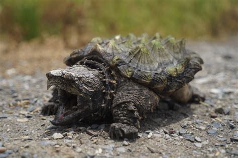 Alligator Snapping Turtle Wildark