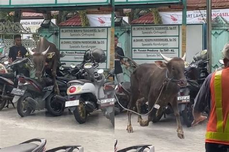 Sapi Kurban Idul Adha Seruduk Motor Pemilik Motor Bisa Menuntut Ini