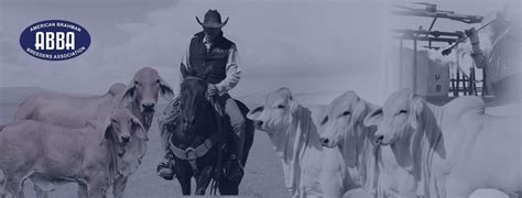 American Brahman Breeders Association Bryan Tx
