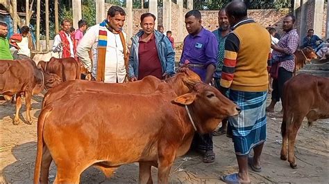 আজ ২৭ ডিসেম্বর চট্টগ্রামের খামারী কেমন দামে শাহীওয়াল জাতের ষাঁড়