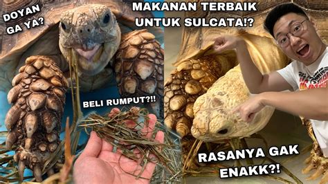 Beli Makanan Terbaik Untuk Sulcata Ternyata Makan Rumput Dan Jerami Rasanya Gak Enak Youtube