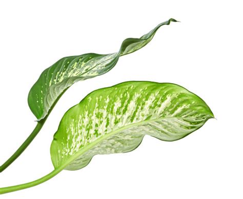 200+ Dieffenbachia Yellow Leaves Stock Photos, Pictures & Royalty-Free Images - iStock