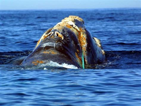 Right Whale Protections In St Lawrence Aren T Enough Don T Protect Other Whales Review