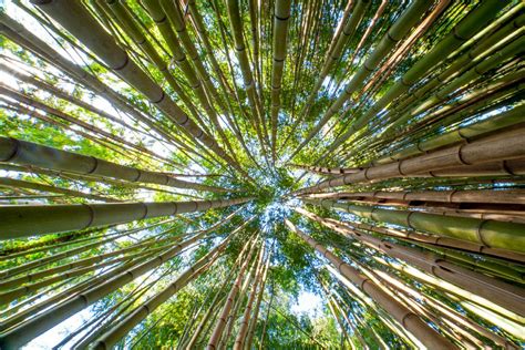 Panel Explores Ways Asian Americans Can Break Through ‘bamboo Ceiling’ Ucla