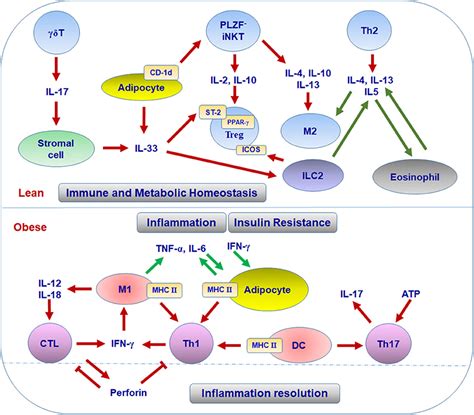 Frontiers T Cells In Adipose Tissue Critical Players In Immunometabolism