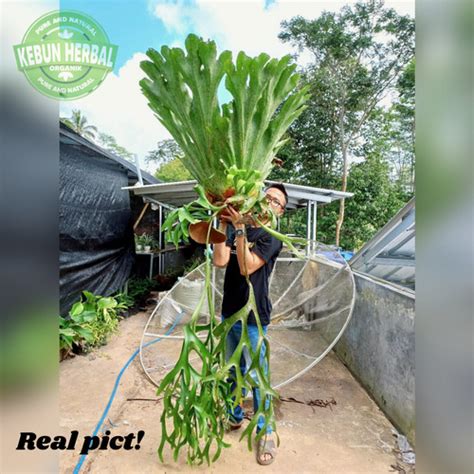 Jual Real Pict Kadaka Tanduk Rusa Platycerium Bifurcatum Kota