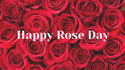 Happy Rose Day 2024 रोज डे स्पेशल जानें क्यों मनाया जाता है रोज डे