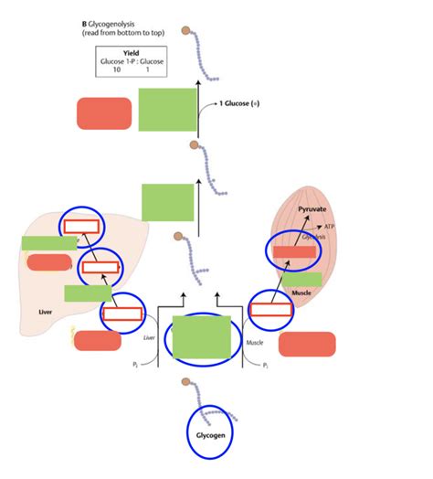 Glycogenolysis Diagram | Quizlet