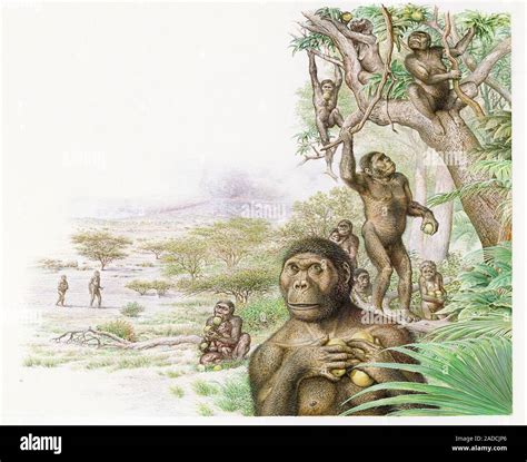 Australopithecus Afarensis Gathering Fruit Illustration Of A Group Of