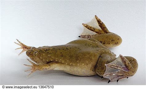 Hybrid African clawed frog (Silurana sp.) These frogs Hybrid African ...