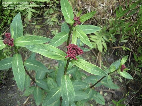 Plantfiles Pictures Asclepias Swamp Milkweed Rose Milkweed Swamp