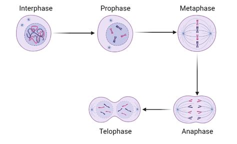 Draw the phases of mitosis for a cell that contains four chr | Quizlet