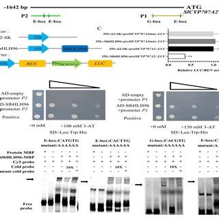 Slbhlh Directly Binds To The Slcyp A Promoter And Represses Its