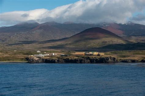 Reproducción sin control de ratones en una isla cercana a la Antártida