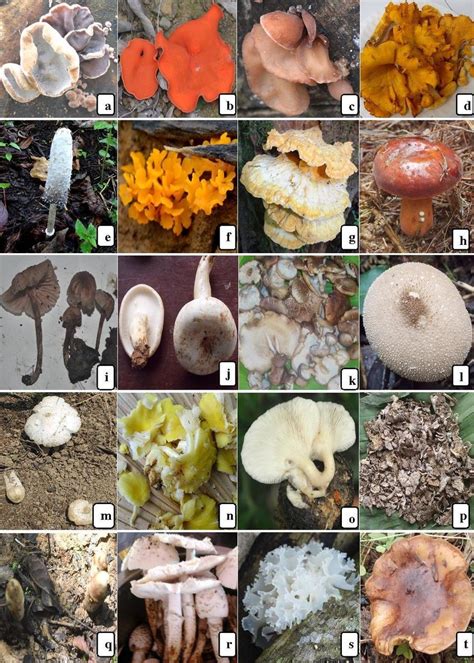 Different Edible Mushrooms