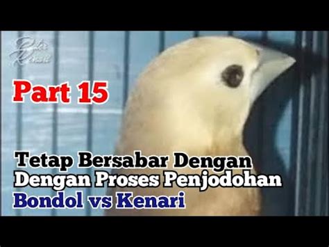 Proses Penjodohan Burung Emprit Sama Kenari Part Youtube