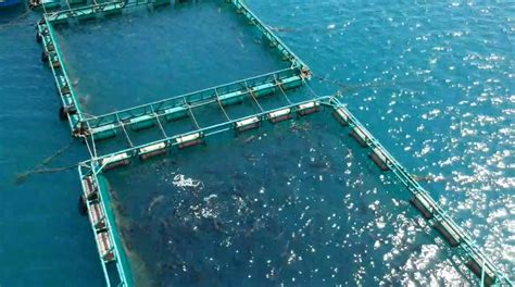 影澎湖海釣捕獲「海鱺」 一查竟是2母鯊入侵箱網「吃到飽」 中天新聞網