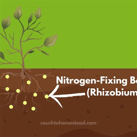 50 Nitrogen Fixing Plants Trees Shrubs Flowers And More Couch To