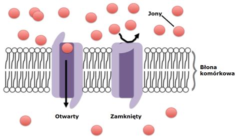 Jak Działa Synapsa •