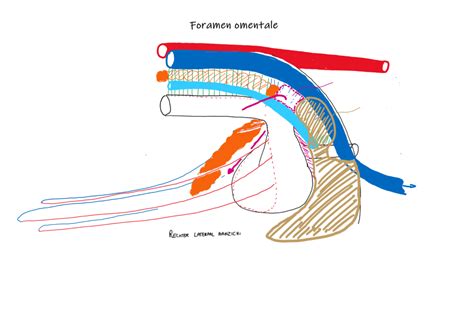 foramen omentale Diagram | Quizlet